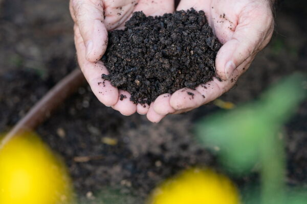 Hands in a garden cupping a soil sample