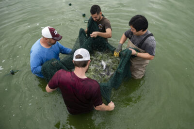 4 men harvesting catfish