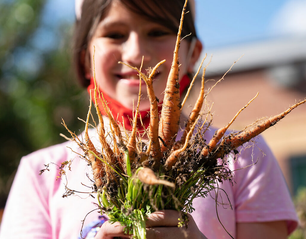 Girl holding a bunch of freshly-picked carrots