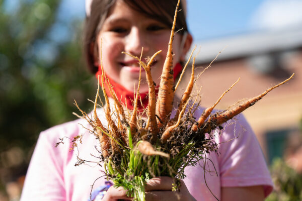 Girl holding a bunch of freshly-picked carrots