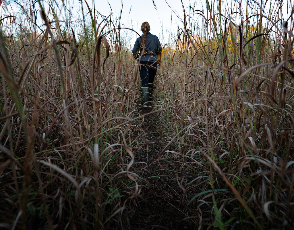 Student walking through a field of tall grass