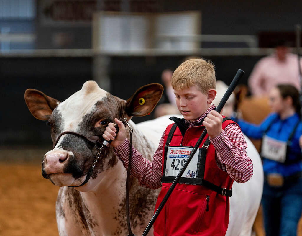 Boy leading a cow in the Brazos County Youth Livestock Show