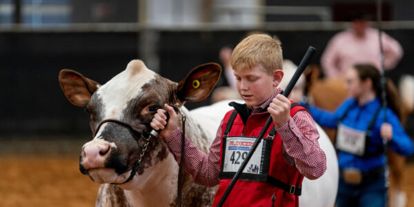 Boy leading a cow in the Brazos County Youth Livestock Show