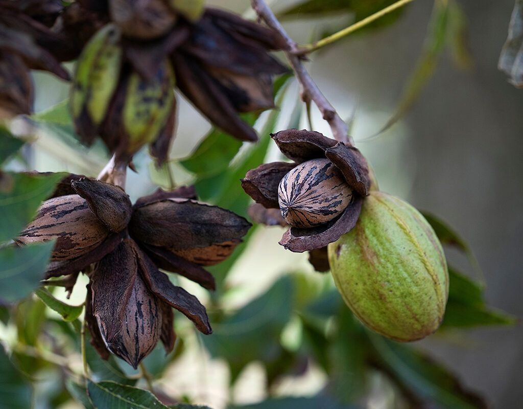 Mature pecans on a branch