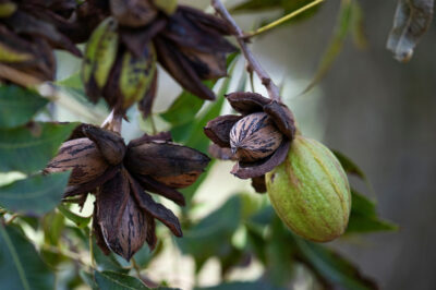 Mature pecans on a branch
