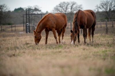 Two horses in a field