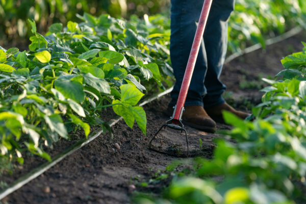 Person in a row of crops