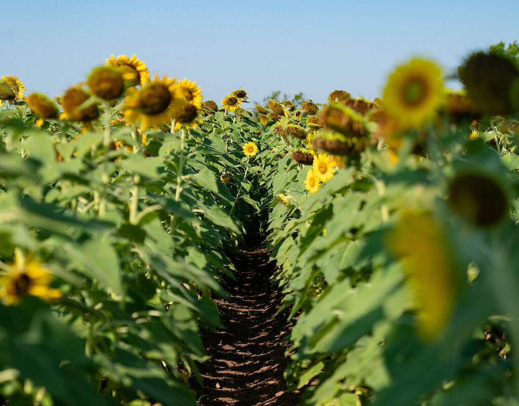 Rows of yellow sunflowers