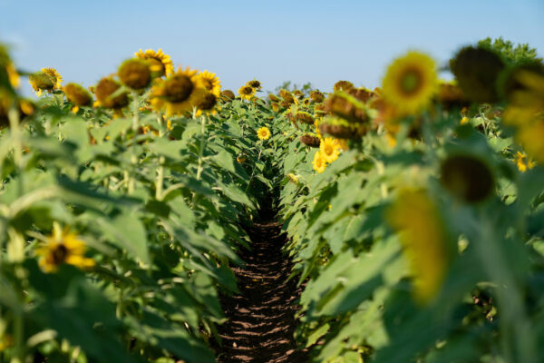 Rows of yellow sunflowers