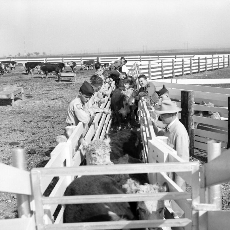 Students observe livestock during an animal husbandry class in 1952