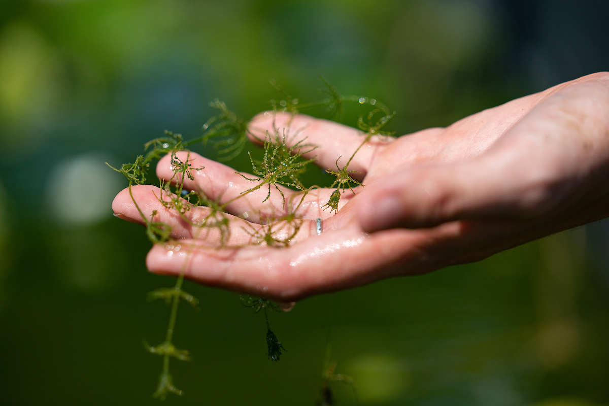 Aquaculture, Fisheries and Pond Management Texas A&M Agrilife