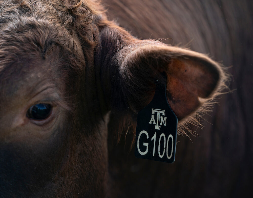 Side of cow's face with Texas A&M University tag on its ear