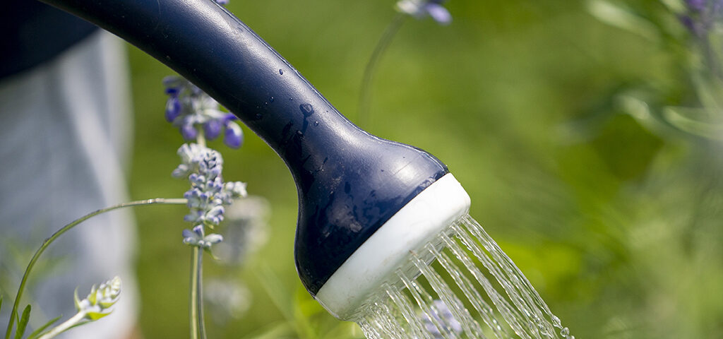 Watering flowers with a watering can