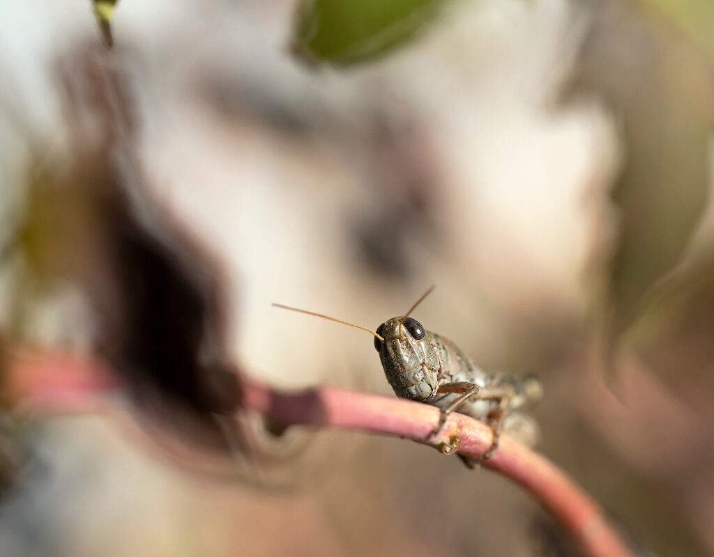 Close up of a grasshopper on a stick