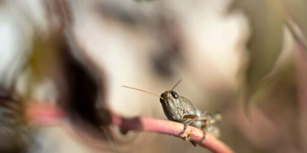 Close up of a grasshopper on a stick