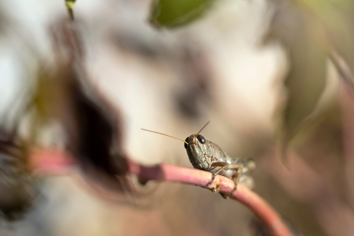 Indoor Flies and Their Control - Texas A&M Agrilife Extension Service