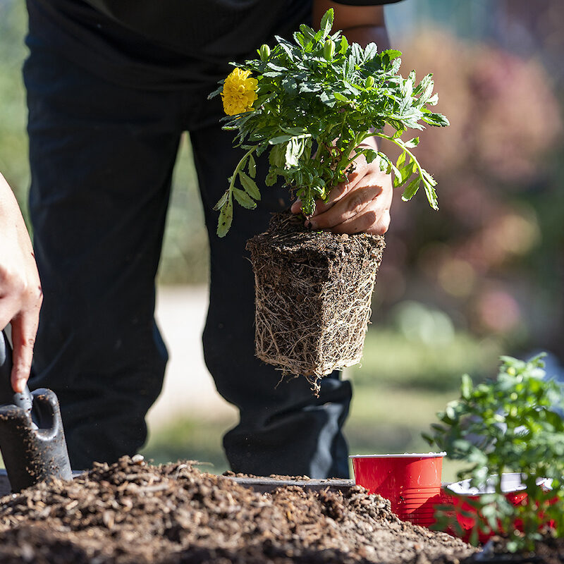 Person planting yellow flowers