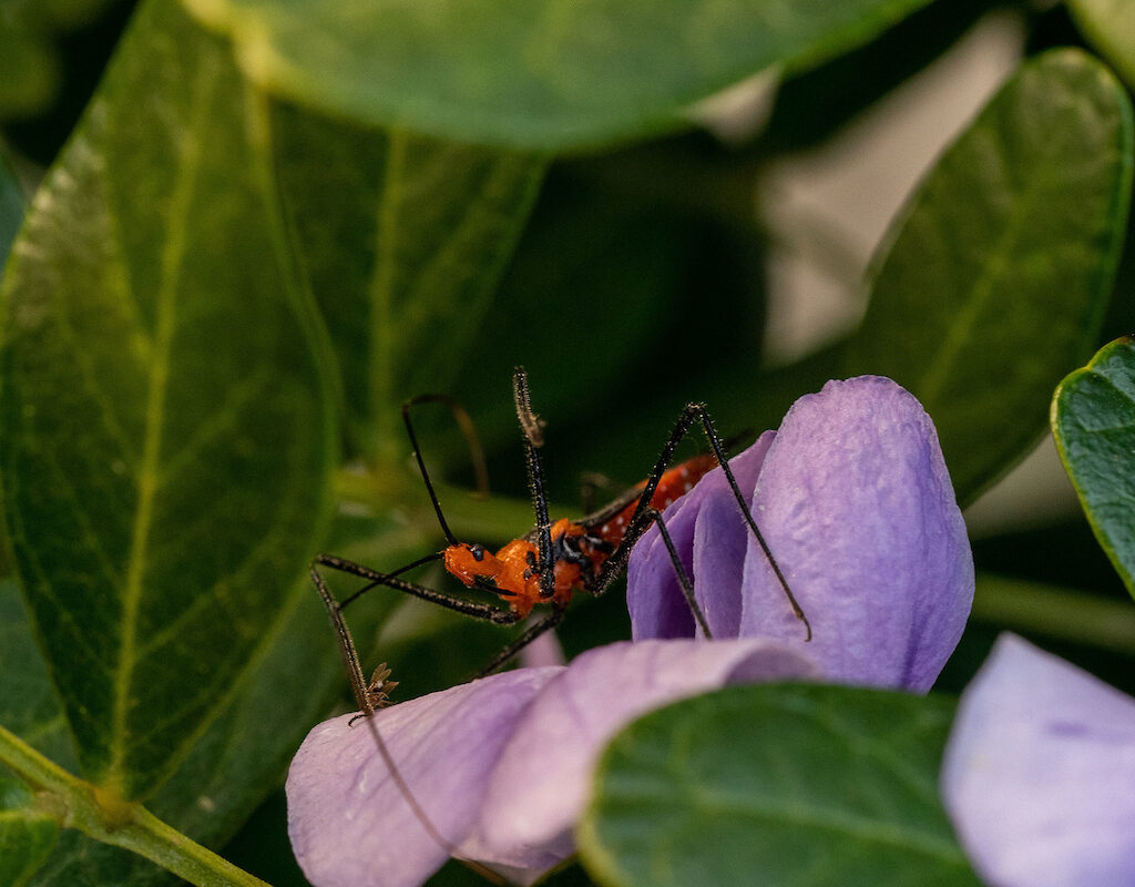 Orange bug on purple flower