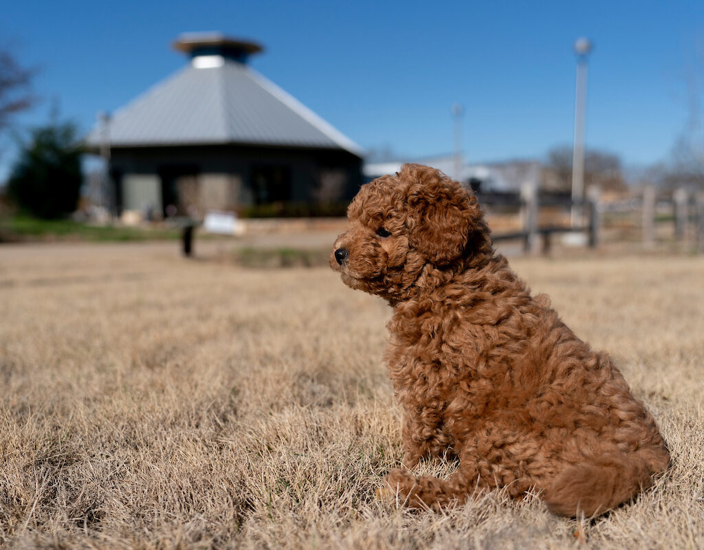 Brown dog in a grassy field