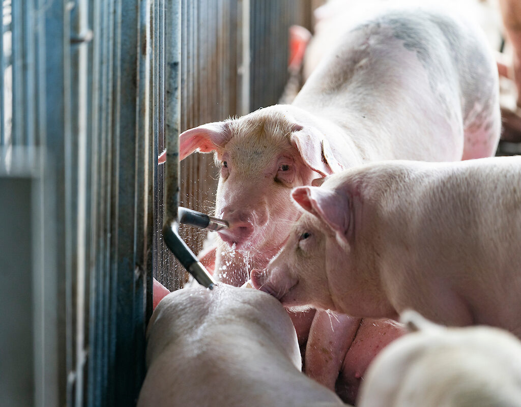 Pigs drinking water in pen