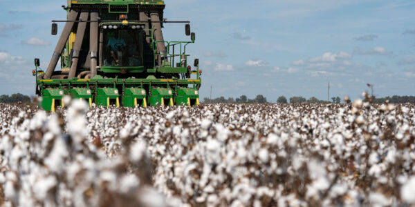 Cotton harvesting machine in field of cotton