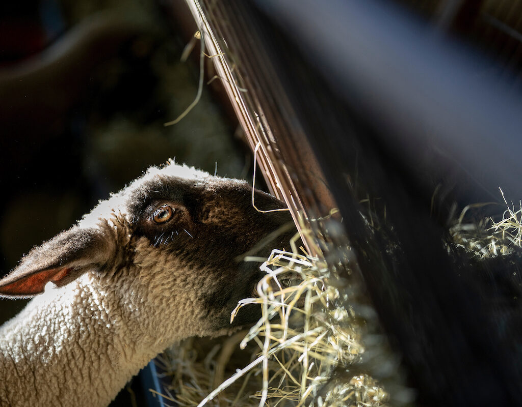 Sheep eating hay
