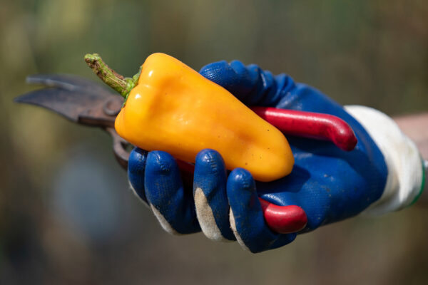 Person with gardening gloves holding yellow pepper