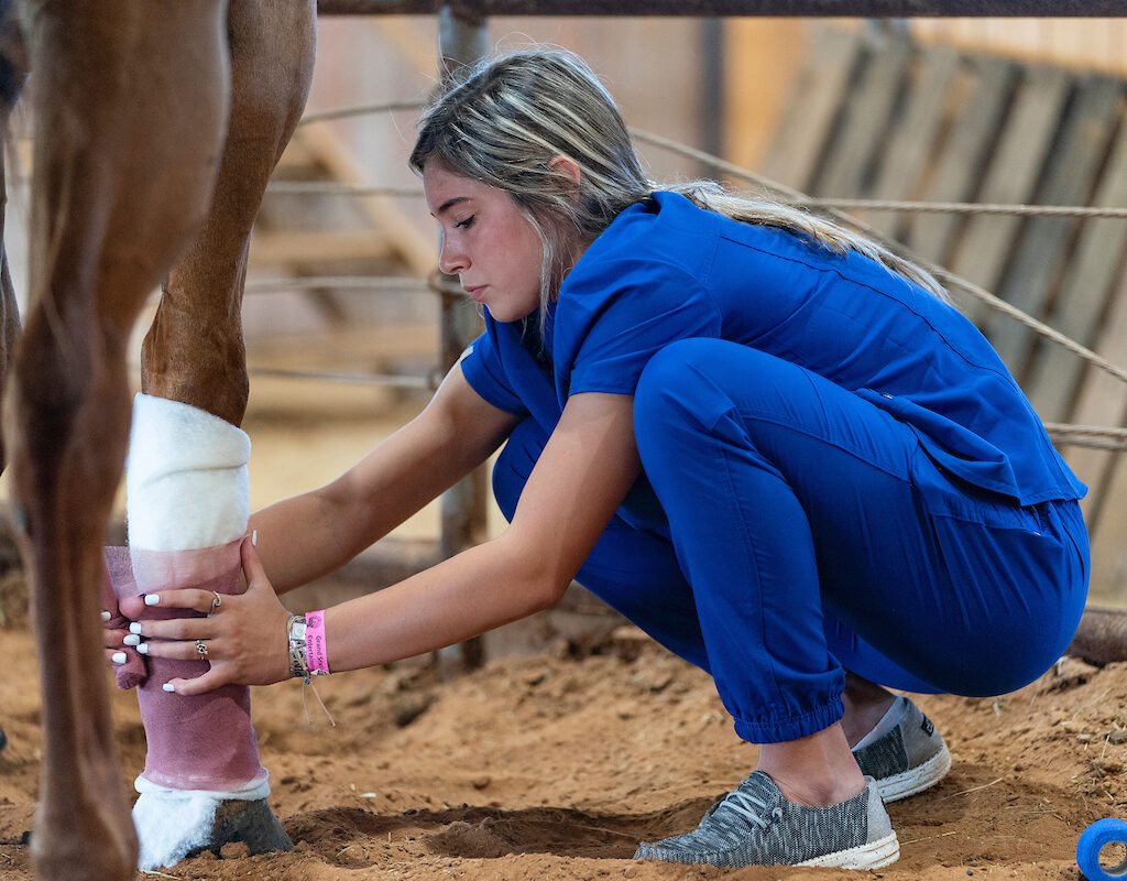 Veterinary student bandaging leg of horse