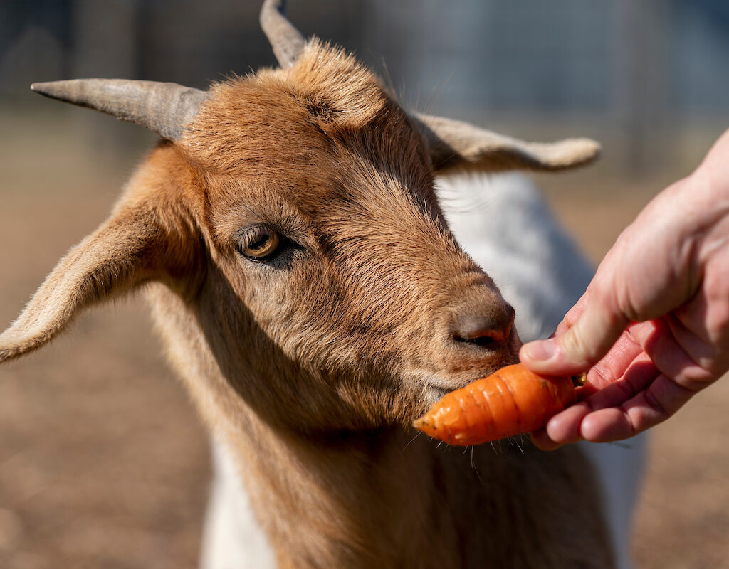 Goat eating a carrot