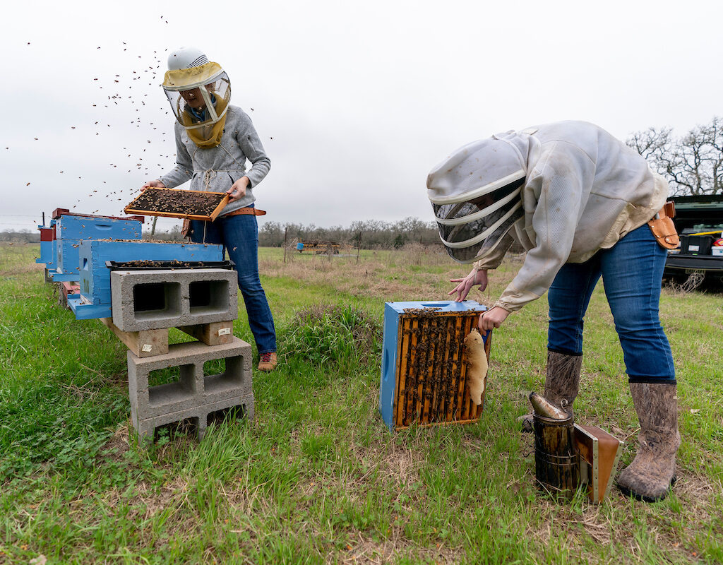 beekeepers inspecting a hive