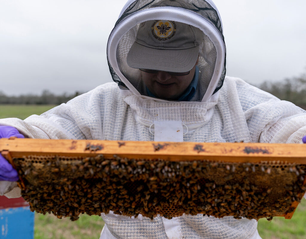 beekeeper holding a beehive frame