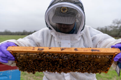 beekeeper holding a beehive frame