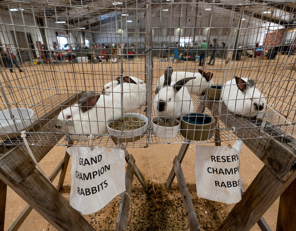 Rabbits in a hutch