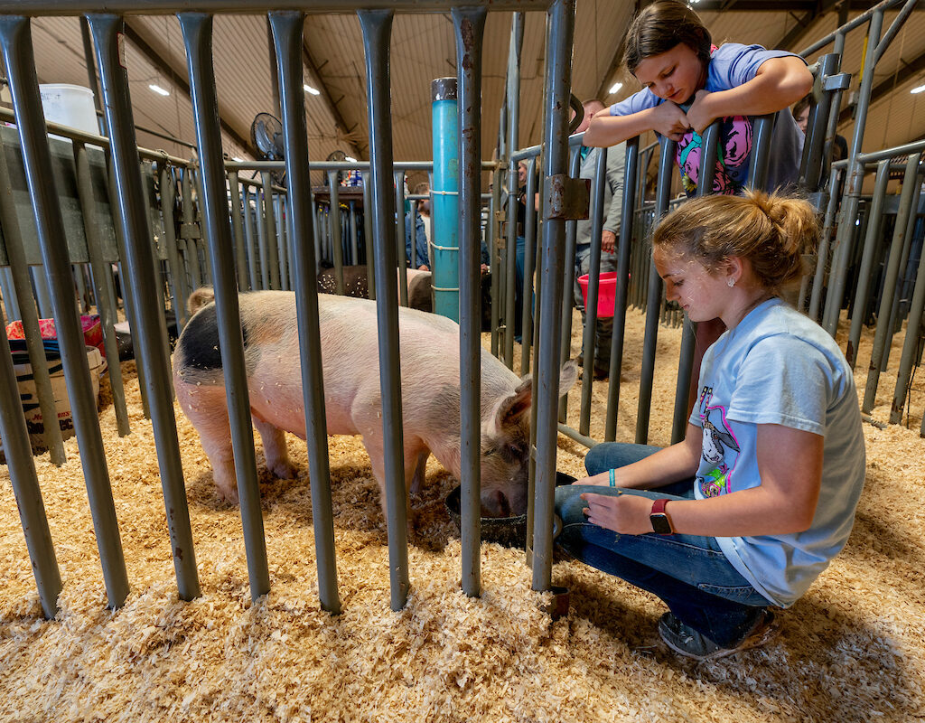 two 4-h members feeding a pig in a pen