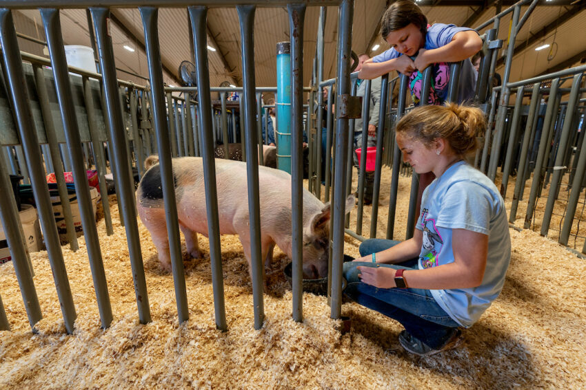 Pigs & Hogs – Texas A&M Agrilife Extension Service