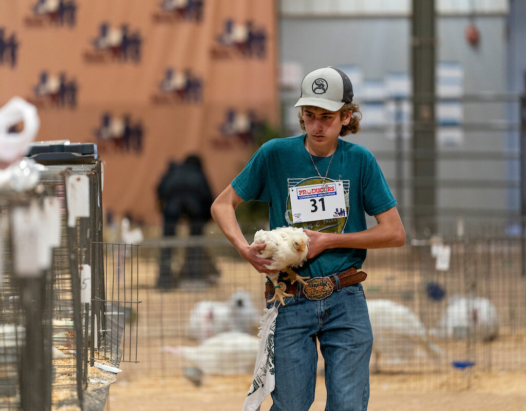 Teen showing a chicken at a livestock show