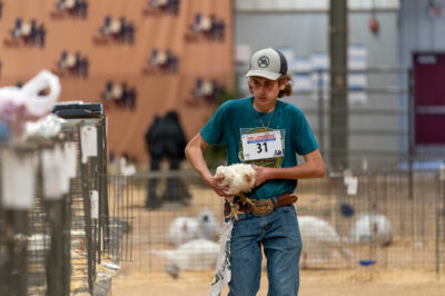 Teen showing a chicken at a livestock show