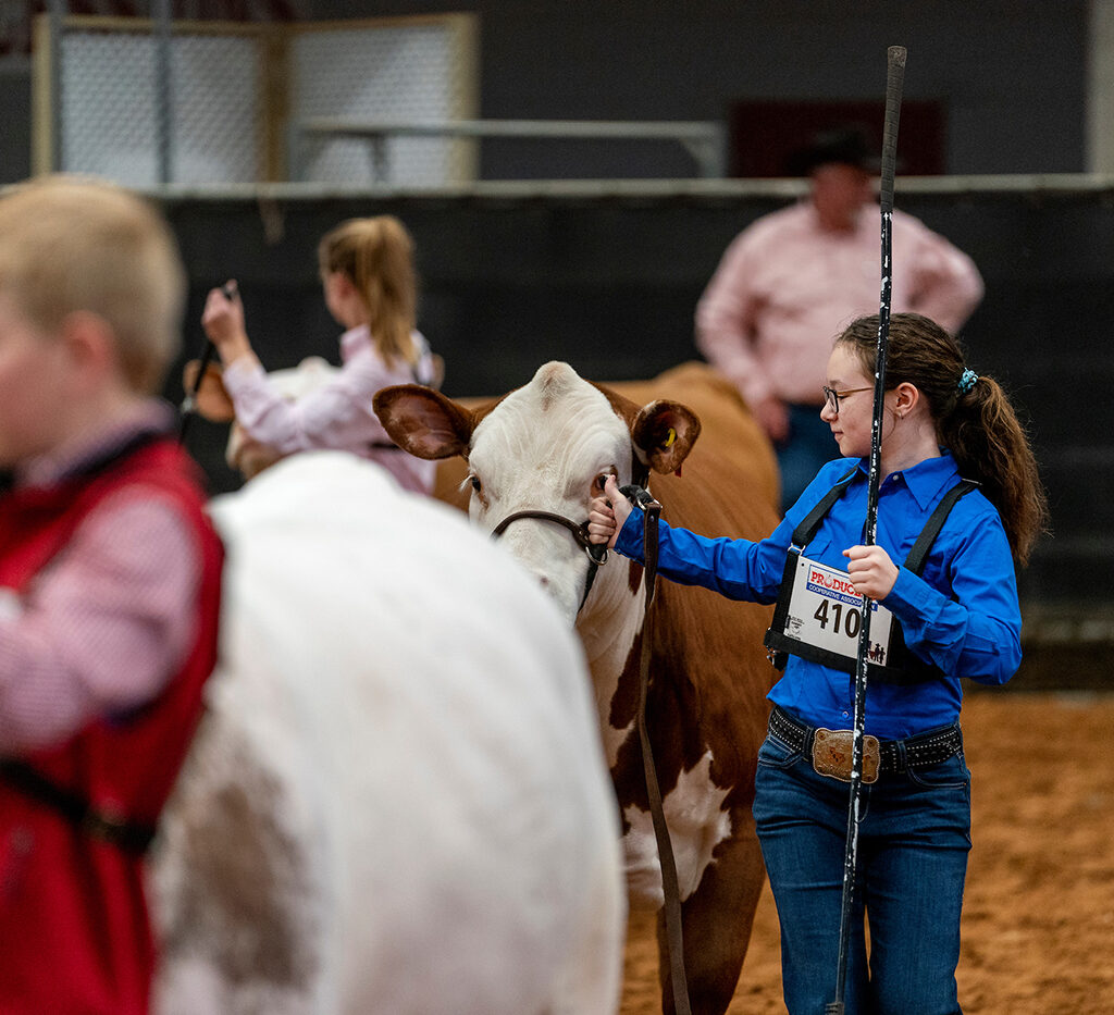 Kids leading cows at a livestock show