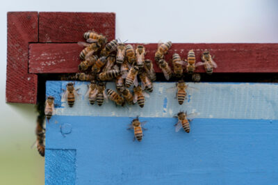 bees on a hive