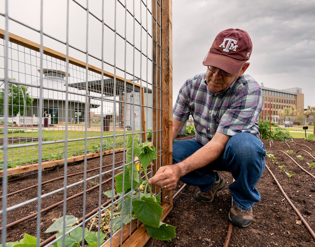 Skip Richter training a squash vine up a trellis