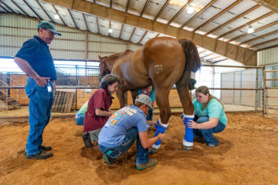 4-h members wrapping the legs of a horse
