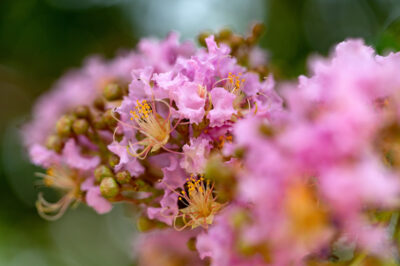 Pink crape myrtle flowers