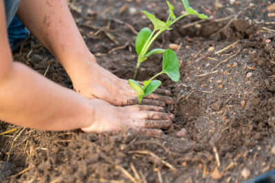 Hands planting a seedling