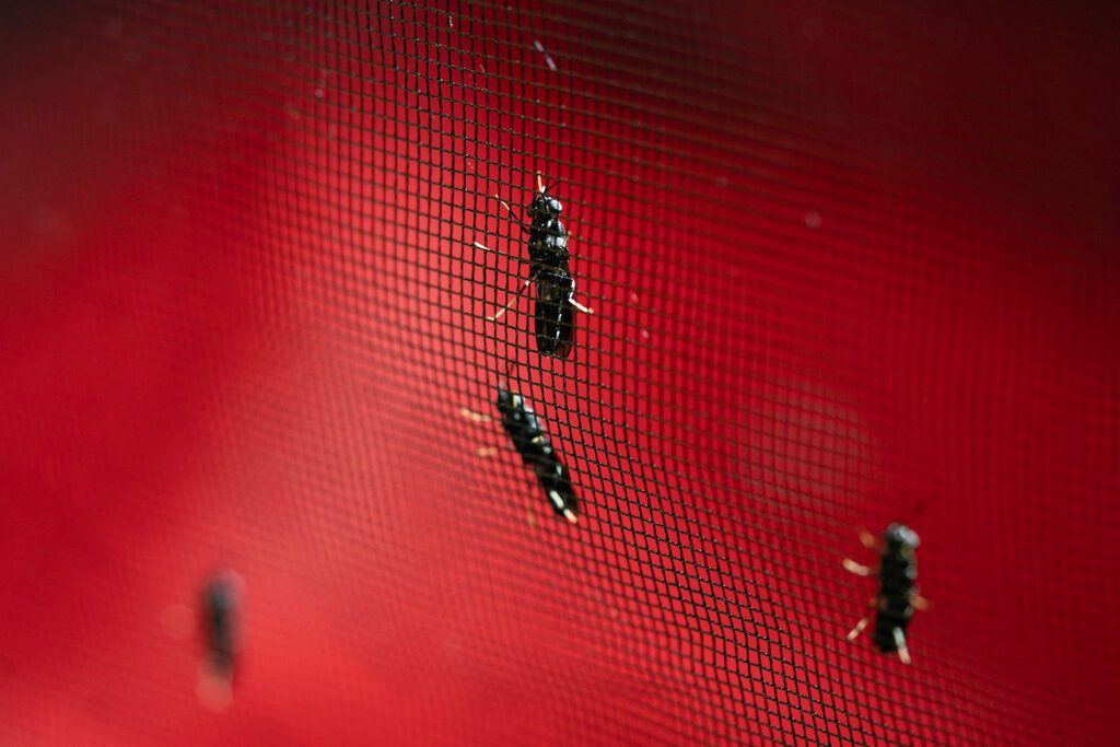 Livestock Production Texas A&M Agrilife Extension Service