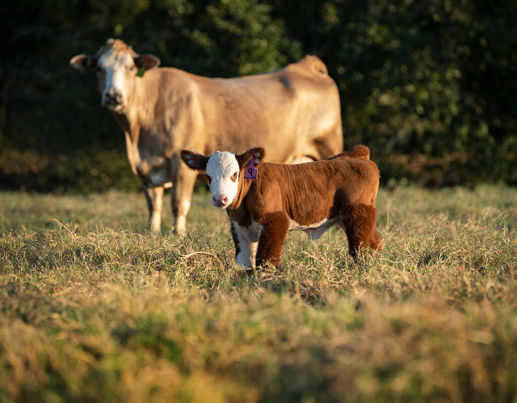 mother and baby cow in a field