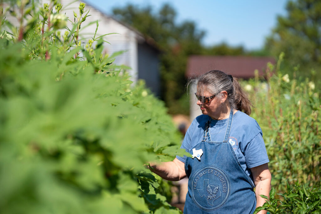 Volunteer Opportunities - Texas A&M AgriLife Extension Service