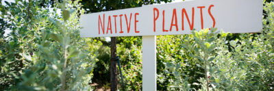 Native Plants sign in a garden