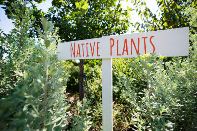 Native Plants sign in a garden