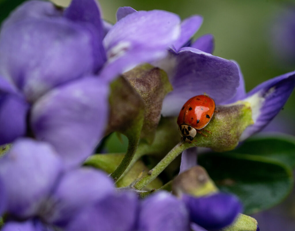 ladybug on a purple flower