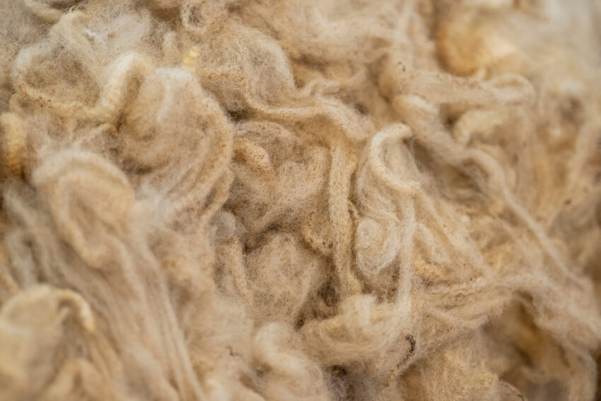 close-up of a pile of sheep wool